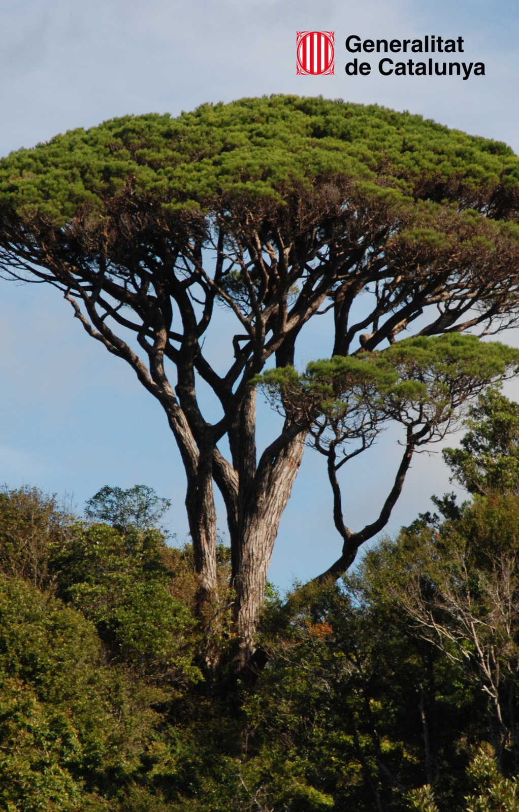 Stone pine tree reference connected to grafting context
