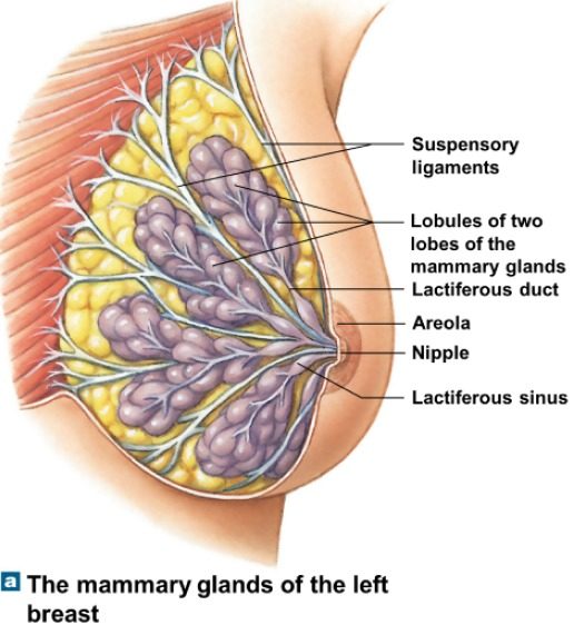 Breast anatomy reference with ligaments and glandular tissue