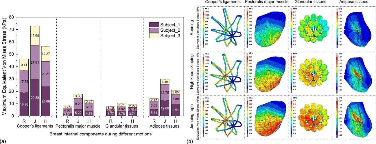 Biomechanical study of breast internal components