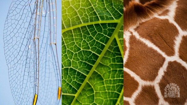 Natural cellular references
